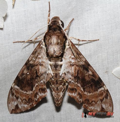 Manduca brunalba