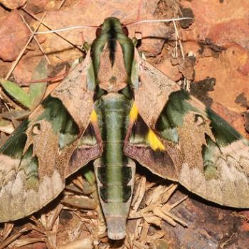 Eumorpha capronnieri