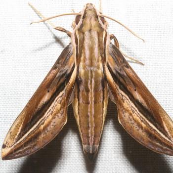 Xylophanes thyelia