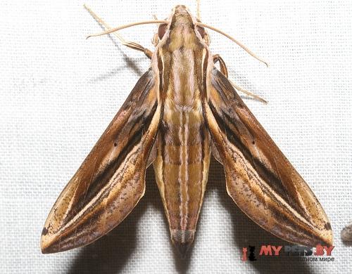 Xylophanes thyelia