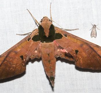 Adhemarius roessleri