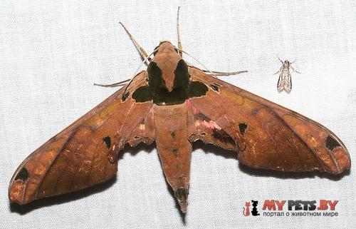 Adhemarius roessleri