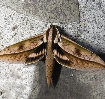 Xylophanes docilis