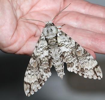 Manduca florestan