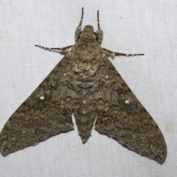 Manduca muscosa