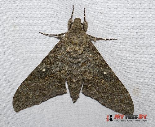 Manduca muscosa