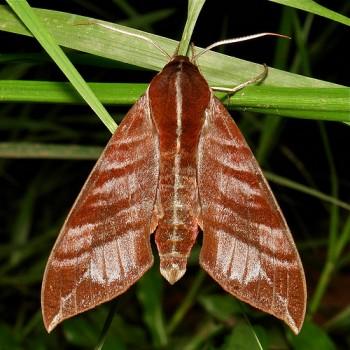 Ampelophaga khasiana