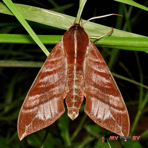 Ampelophaga khasiana