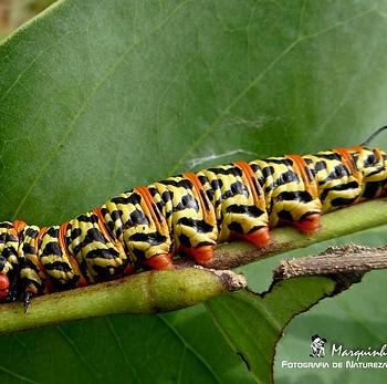 Manduca manducoides