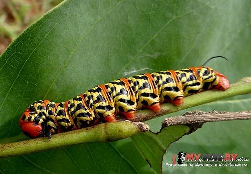 Manduca manducoides