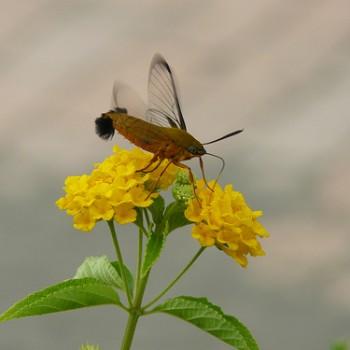 Cephonodes xanthus