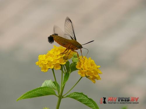 Cephonodes xanthus