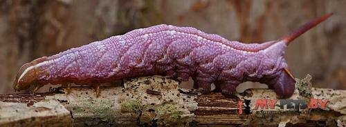 Darapsa myron