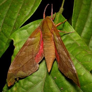 Rhodoprasina callantha
