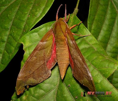 Rhodoprasina callantha
