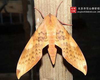 Clanis deucalion