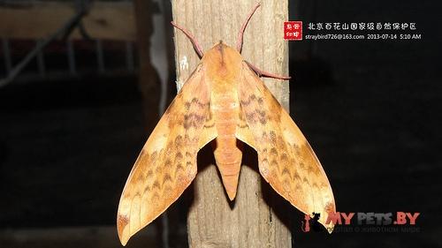 Clanis deucalion