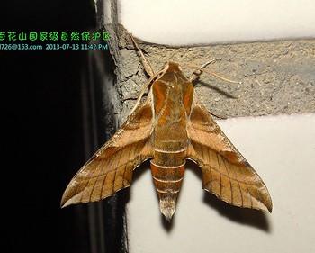 Deilephila askoldensis
