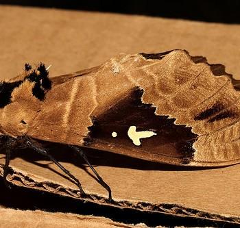 Lophostethus dumolinii