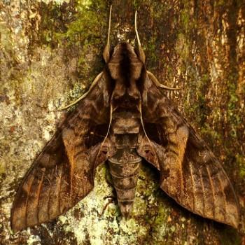 Eumorpha satellitia