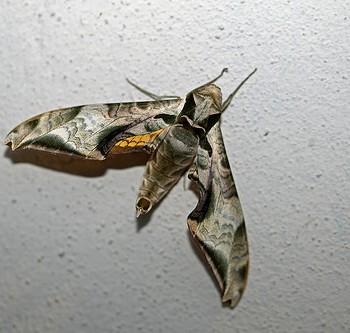 Protambulyx astygonus