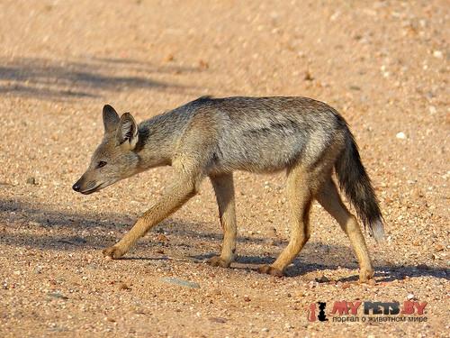 Side-striped jackal /><br />
<em>Автор фото: © Bernard DUPONT, <a href=