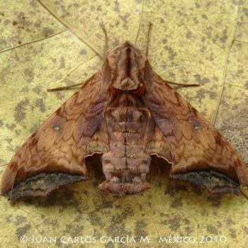 Nyceryx riscus