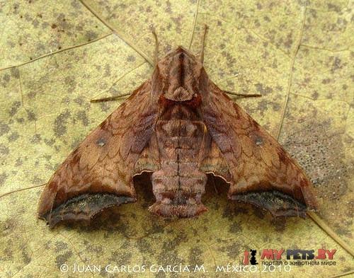 Nyceryx riscus