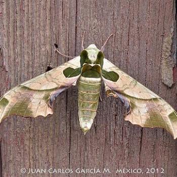 Adhemarius globifer