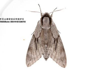 Sphinx caligineus