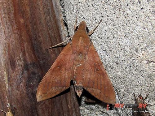Nephele hespera