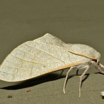 Neoclanis basalis