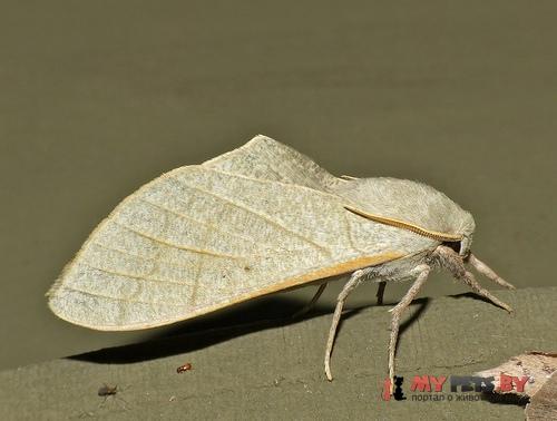 Neoclanis basalis