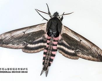 Sphinx constricta
