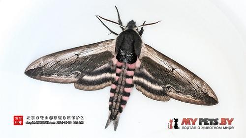 Sphinx constricta