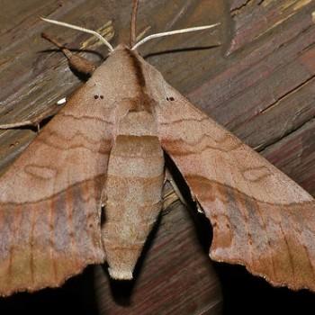 Rufoclanis numosae