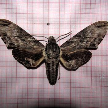 Psilogramma menephron