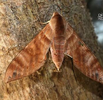 Opistoclanis hawkeri