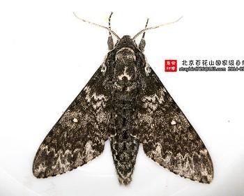 Dolbina tancrei