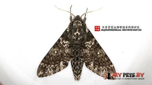 Dolbina tancrei