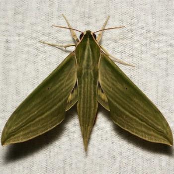 Cechenena subangustata