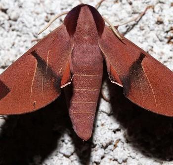 Afroclanis neavi