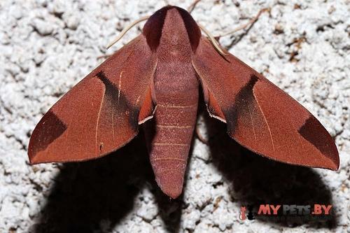 Afroclanis neavi