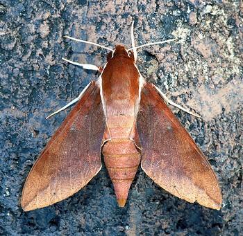 Gnathothlibus erotus