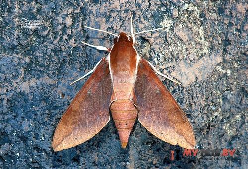 Gnathothlibus erotus