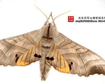 Marumba maackii