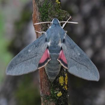 Hyles vespertilio