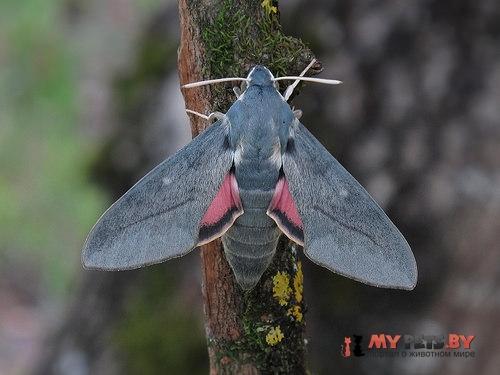 Hyles vespertilio