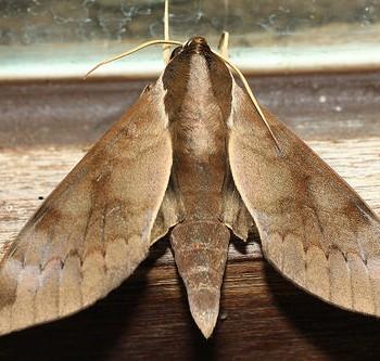 Acosmerycoides harterti