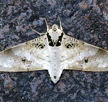 Ambulyx canescens